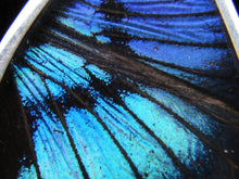 Load image into Gallery viewer, Shimmerwings "Blue Flash" Butterfly Fan Earring