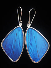 Load image into Gallery viewer, Shimmerwings "Blue Morpho" Butterfly Large Earrings