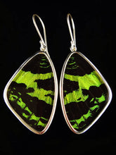 Load image into Gallery viewer, Large Green &amp; Black Butterfly Shimmerwing Earrings

