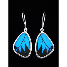 Load image into Gallery viewer, Blue & Black Butterfly Shimmerwing Earrings, Small