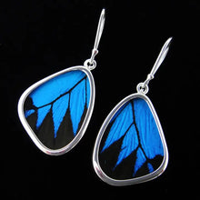 Load image into Gallery viewer, Blue & Black Butterfly Shimmerwing Earrings, Small