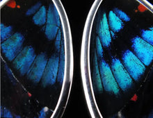 Load image into Gallery viewer, Small Blue Flash Butterfly Shimmerwing Earrings
