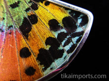 Load image into Gallery viewer, Sunset Butterfly Shimmerwing Fan Pendant