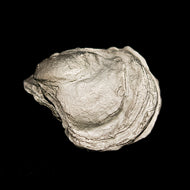Oyster with Pearls Box