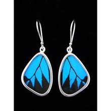 Load image into Gallery viewer, Medium Black &amp; Blue Butterfly Shimmerwing Earrings
