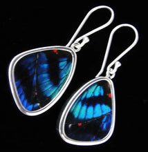 Load image into Gallery viewer, Small Blue Flash Butterfly Shimmerwing Earrings
