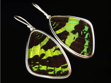 Load image into Gallery viewer, Large Green &amp; Black Butterfly Shimmerwing Earrings
